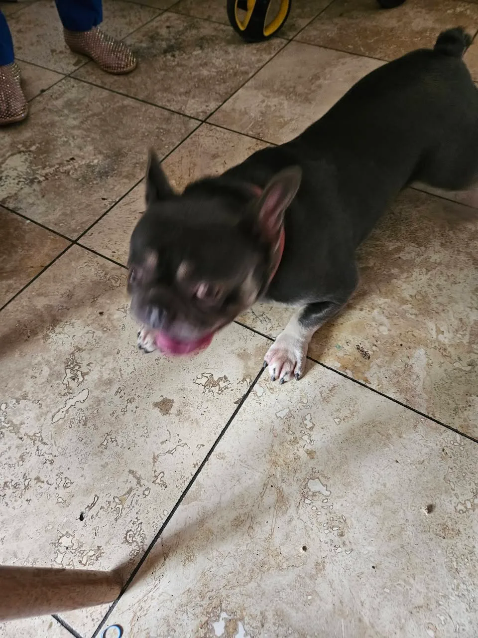 Found dog