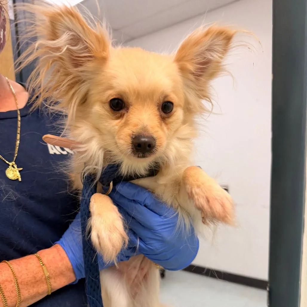 Found dog