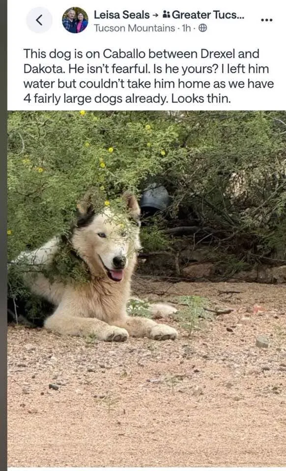 Found dog