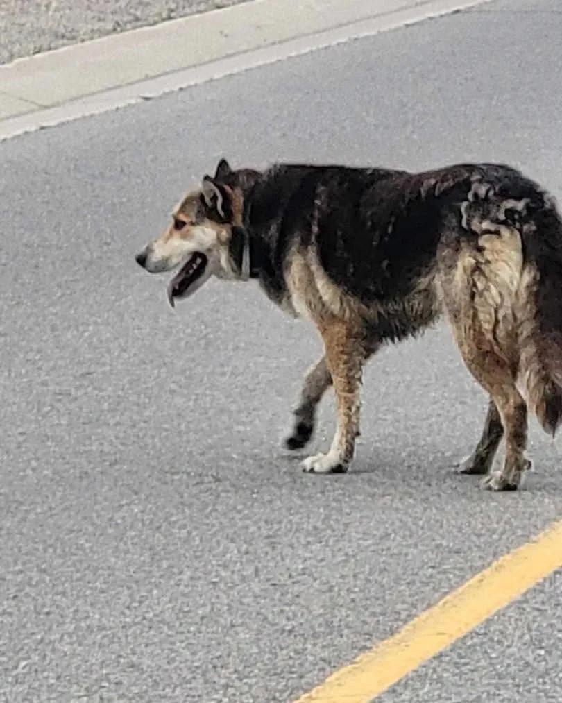 Found dog