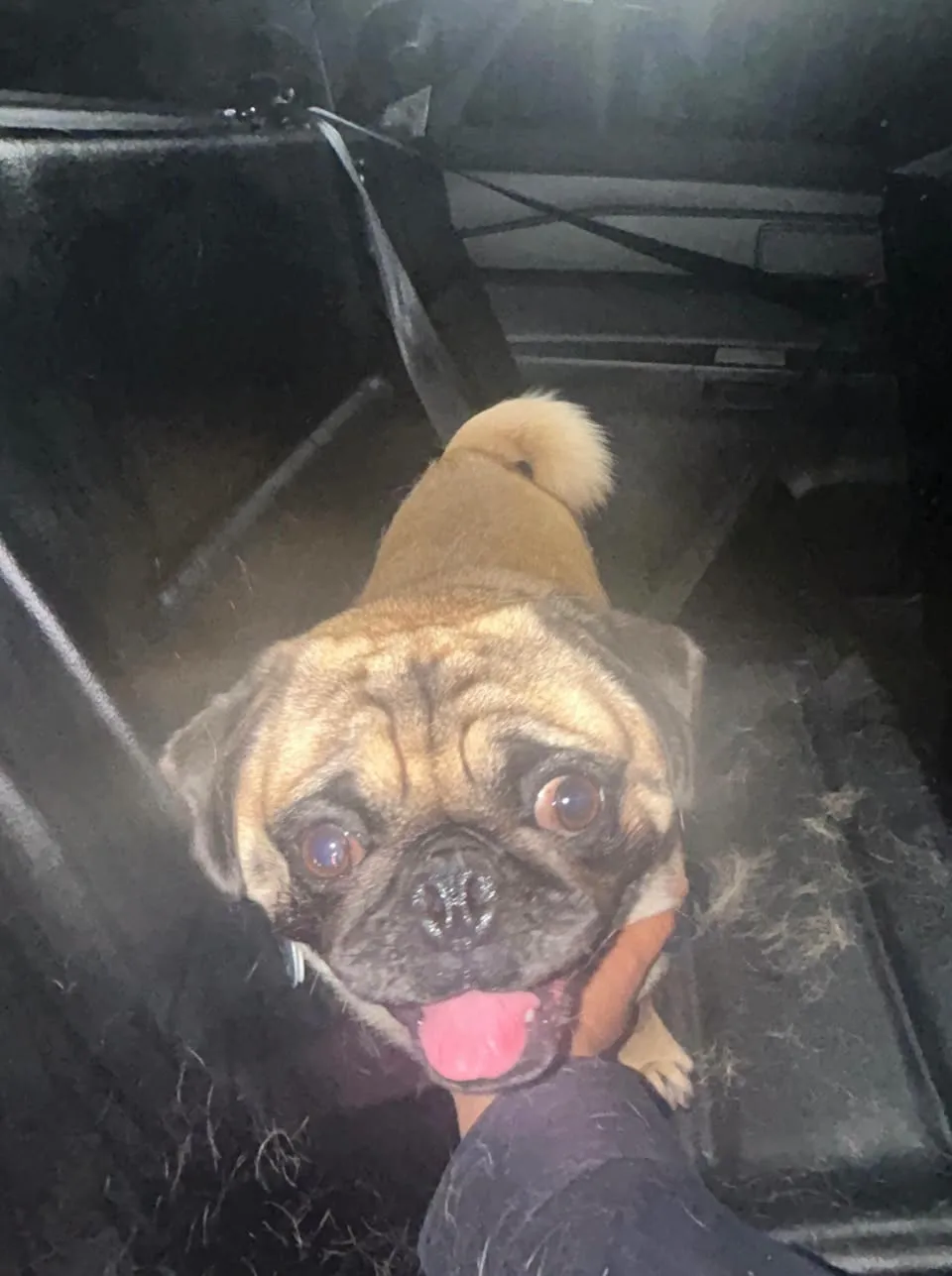 Found dog