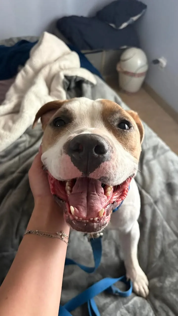 Found dog