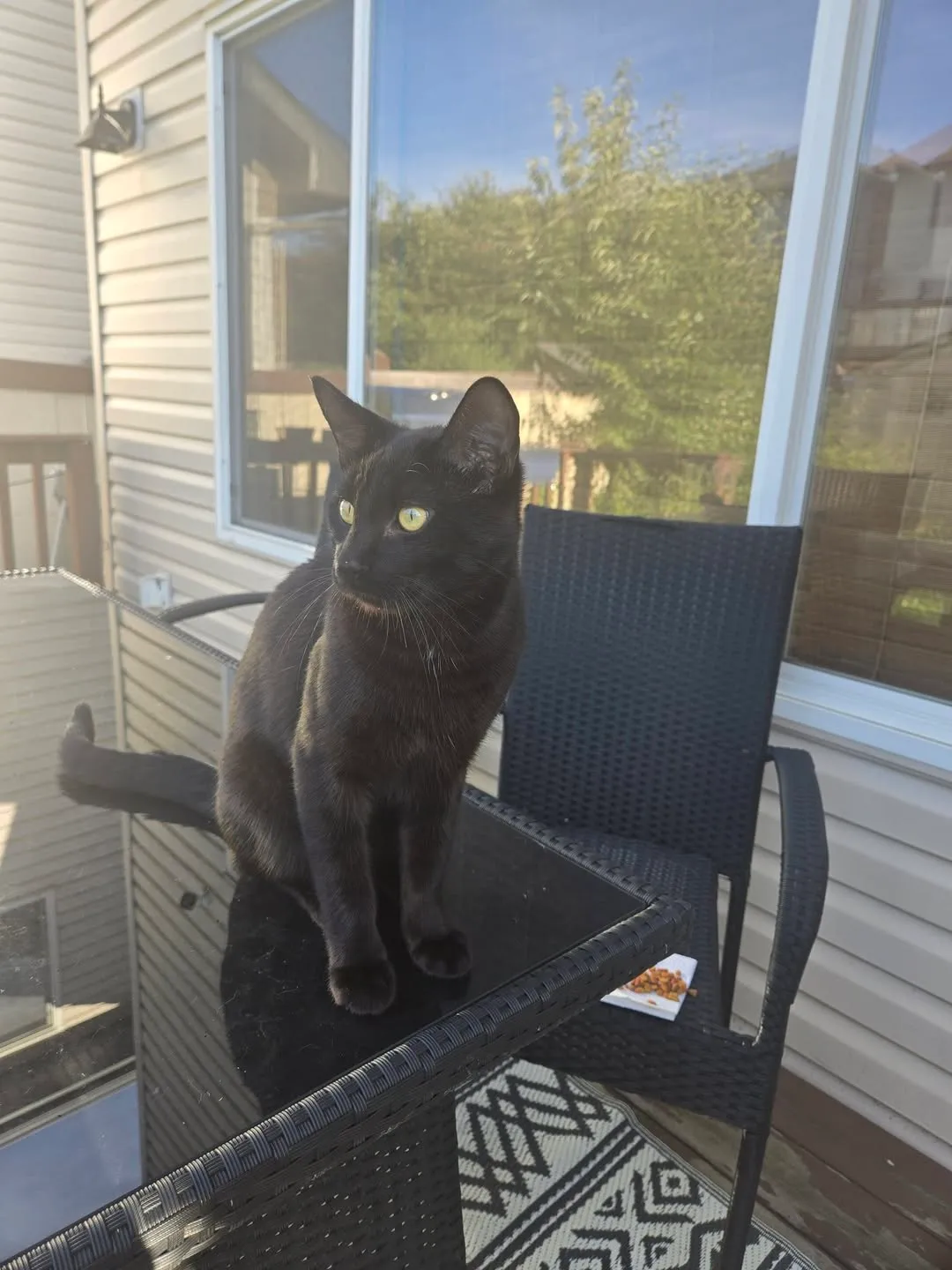 Found cat