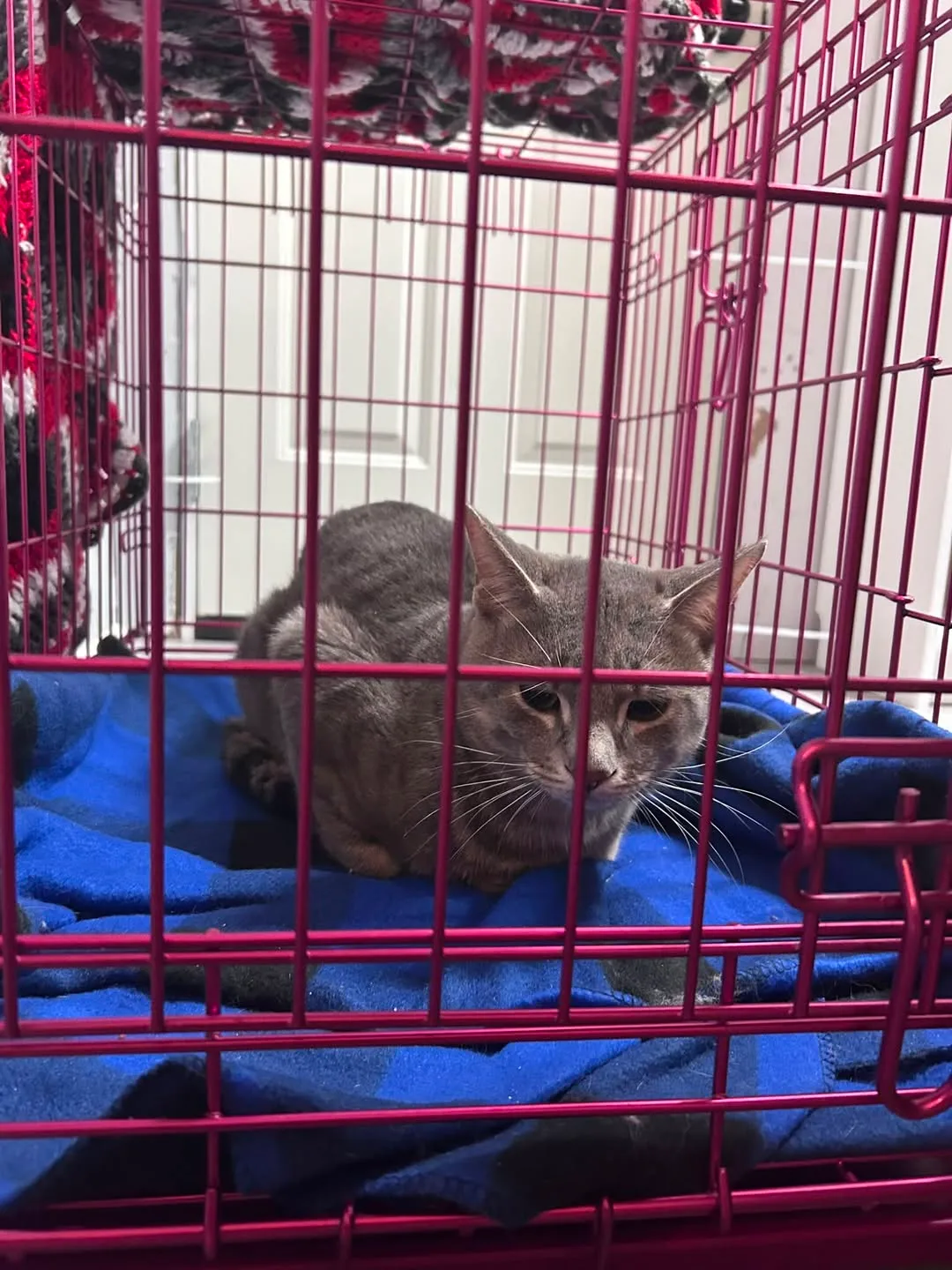 Found cat