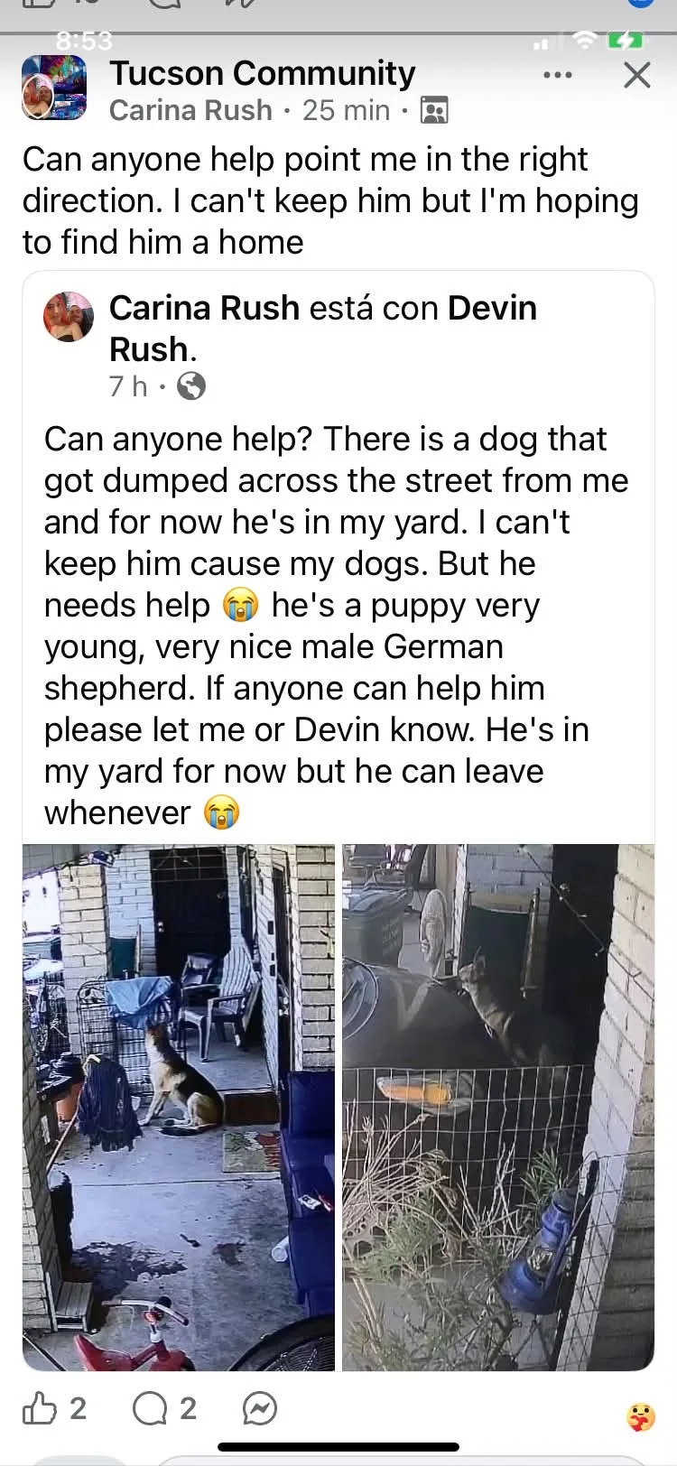 Found dog