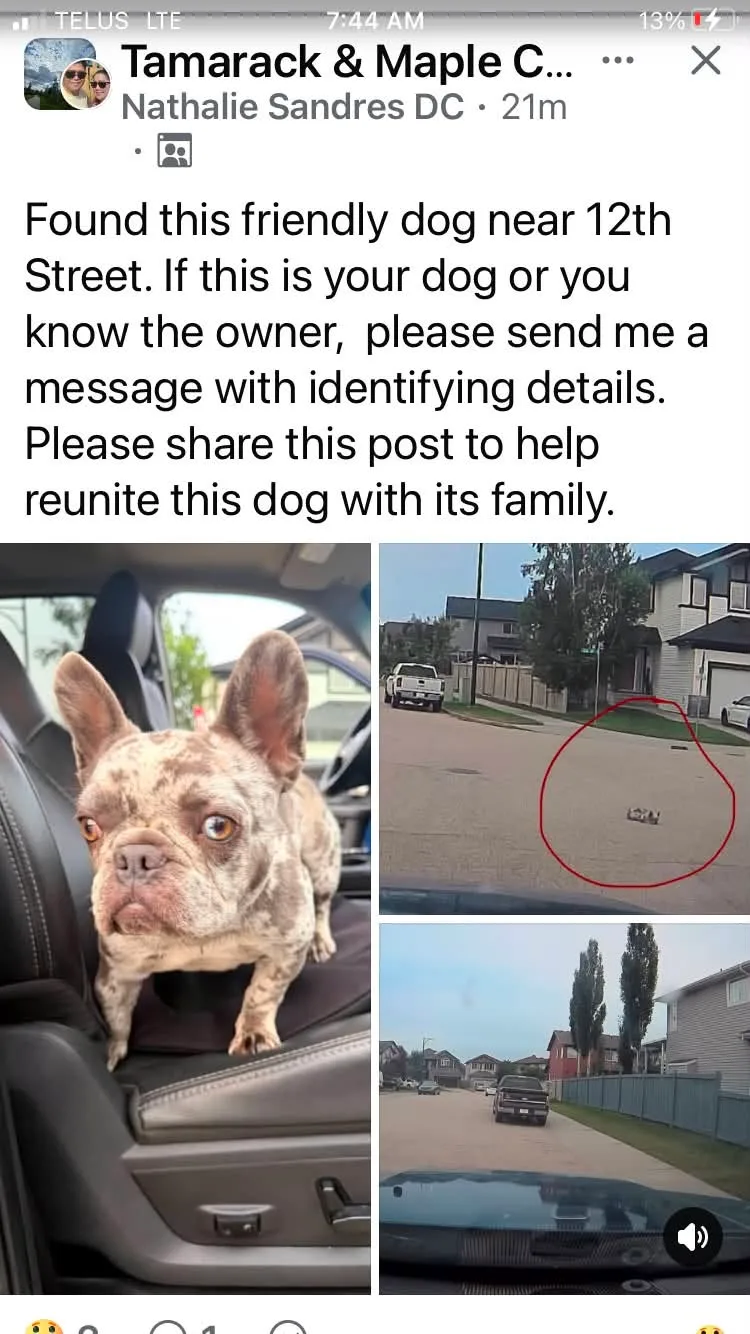 Found dog