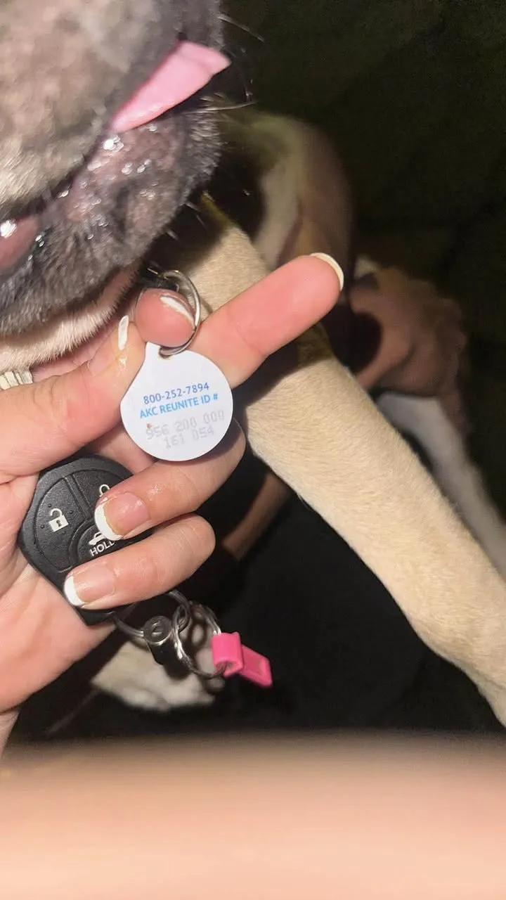 Found dog