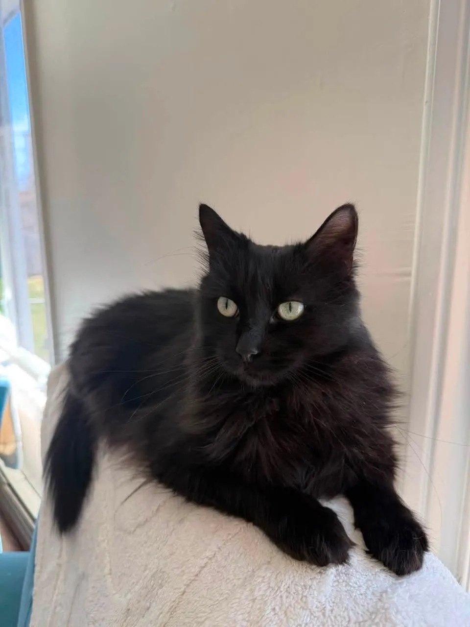 Lost cat