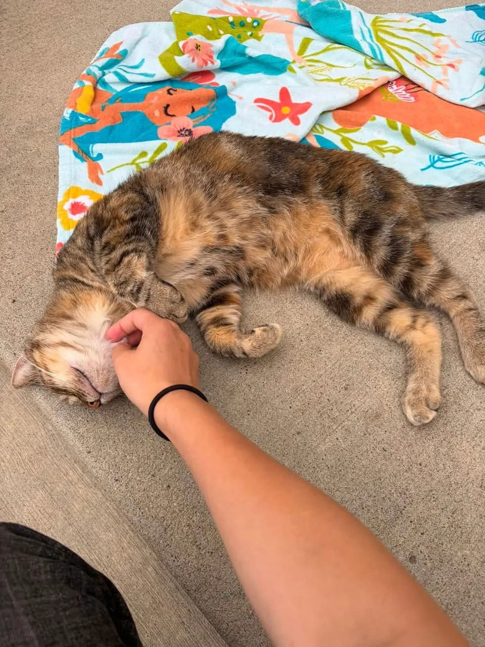 Found cat