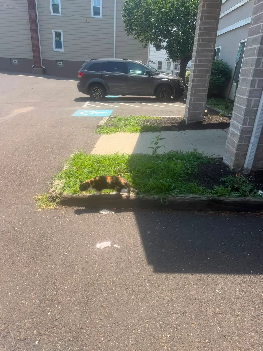 Found cat