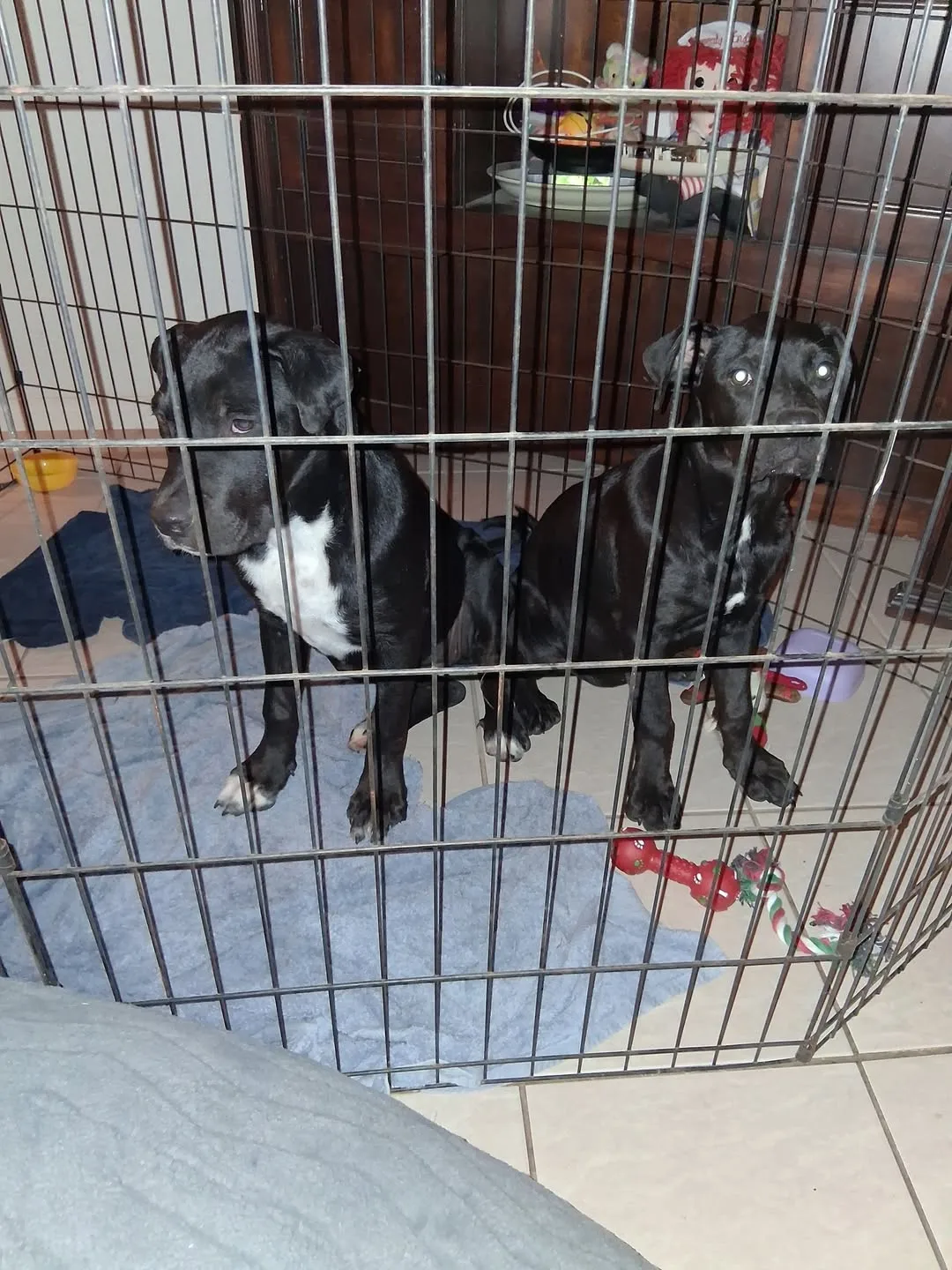 Found dog
