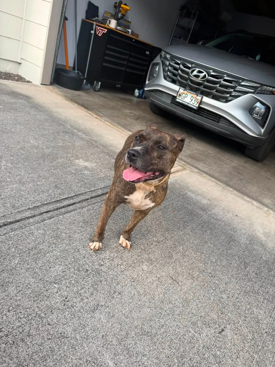 Found dog