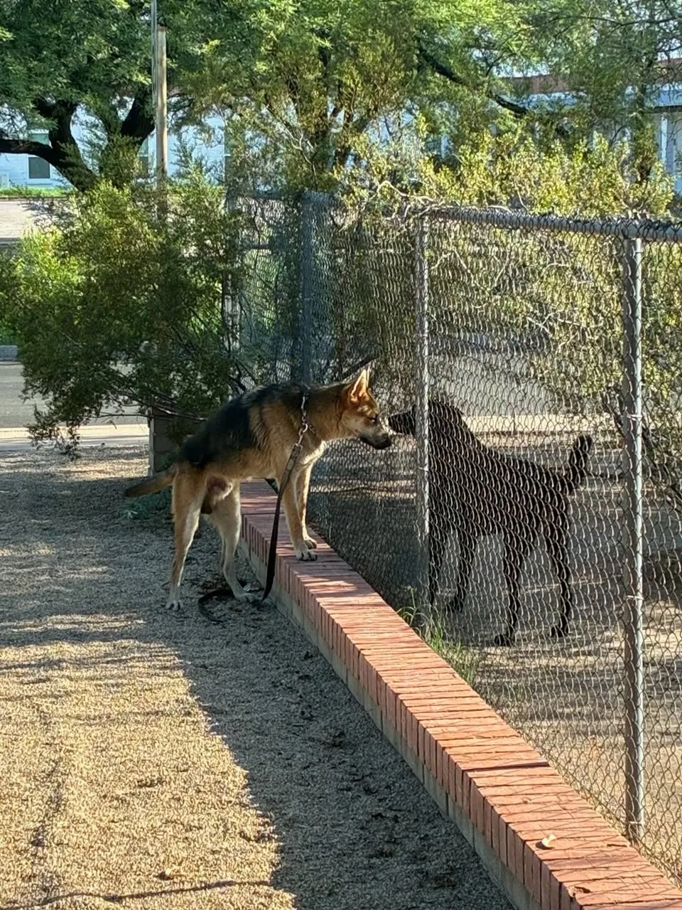 Found dog