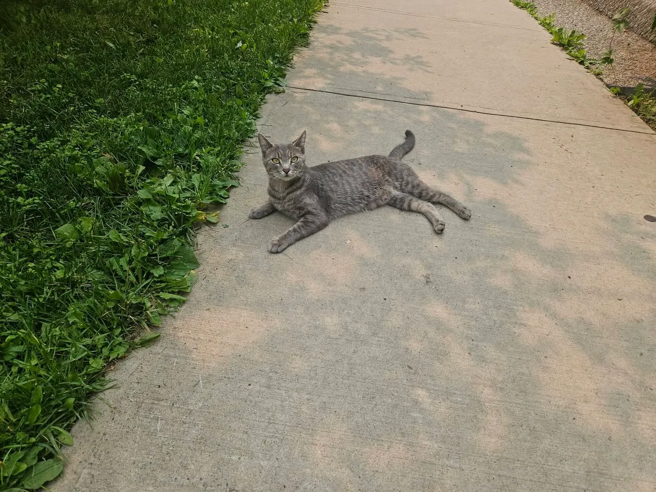 Found cat