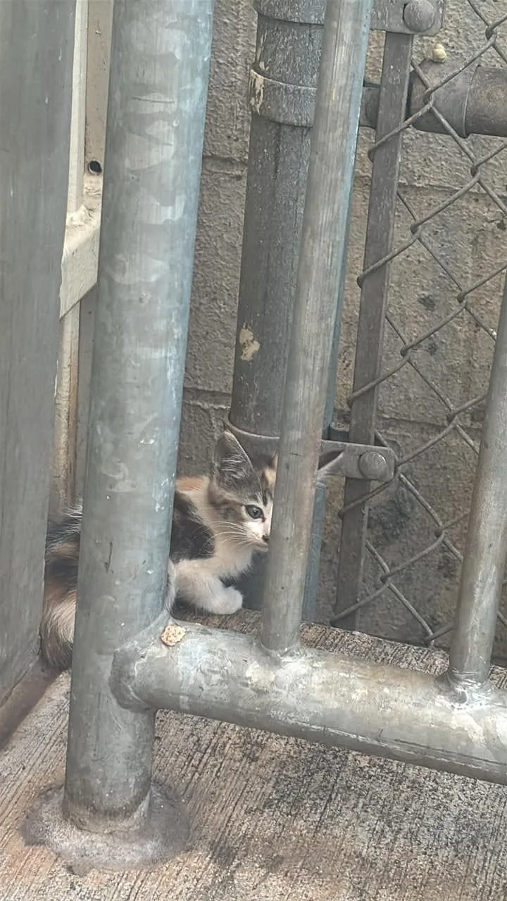 Found cat