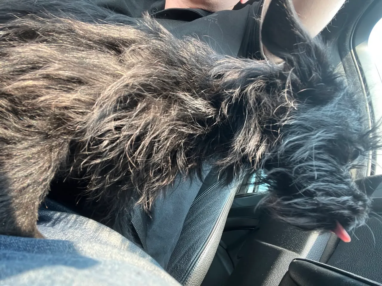 Found dog