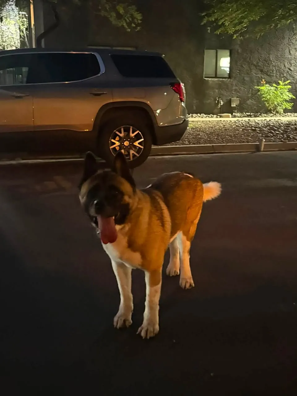 Found dog