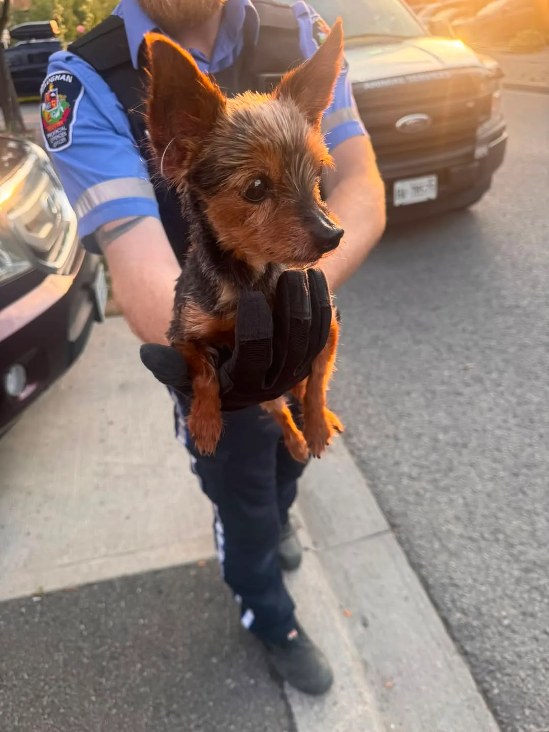 Found dog