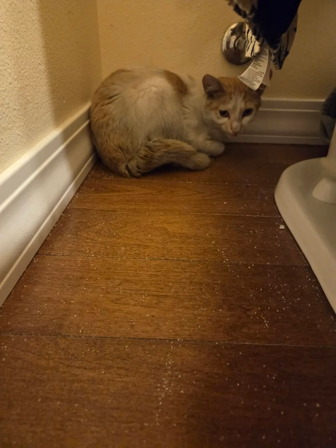 Found cat