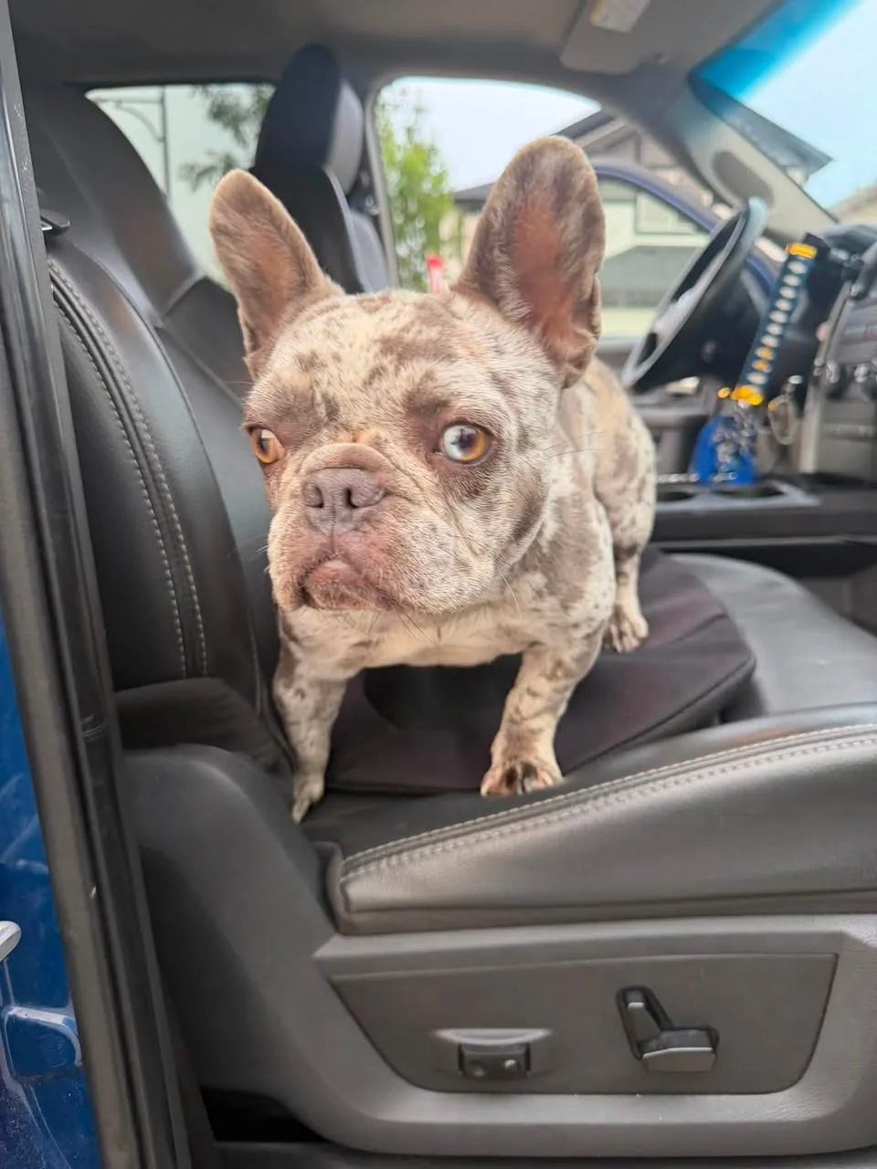 Found dog