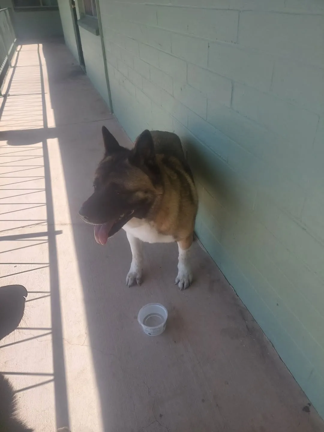 Found dog