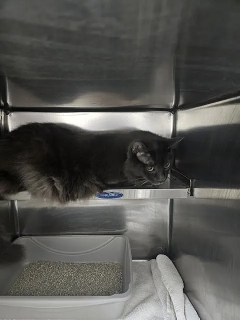 Found cat