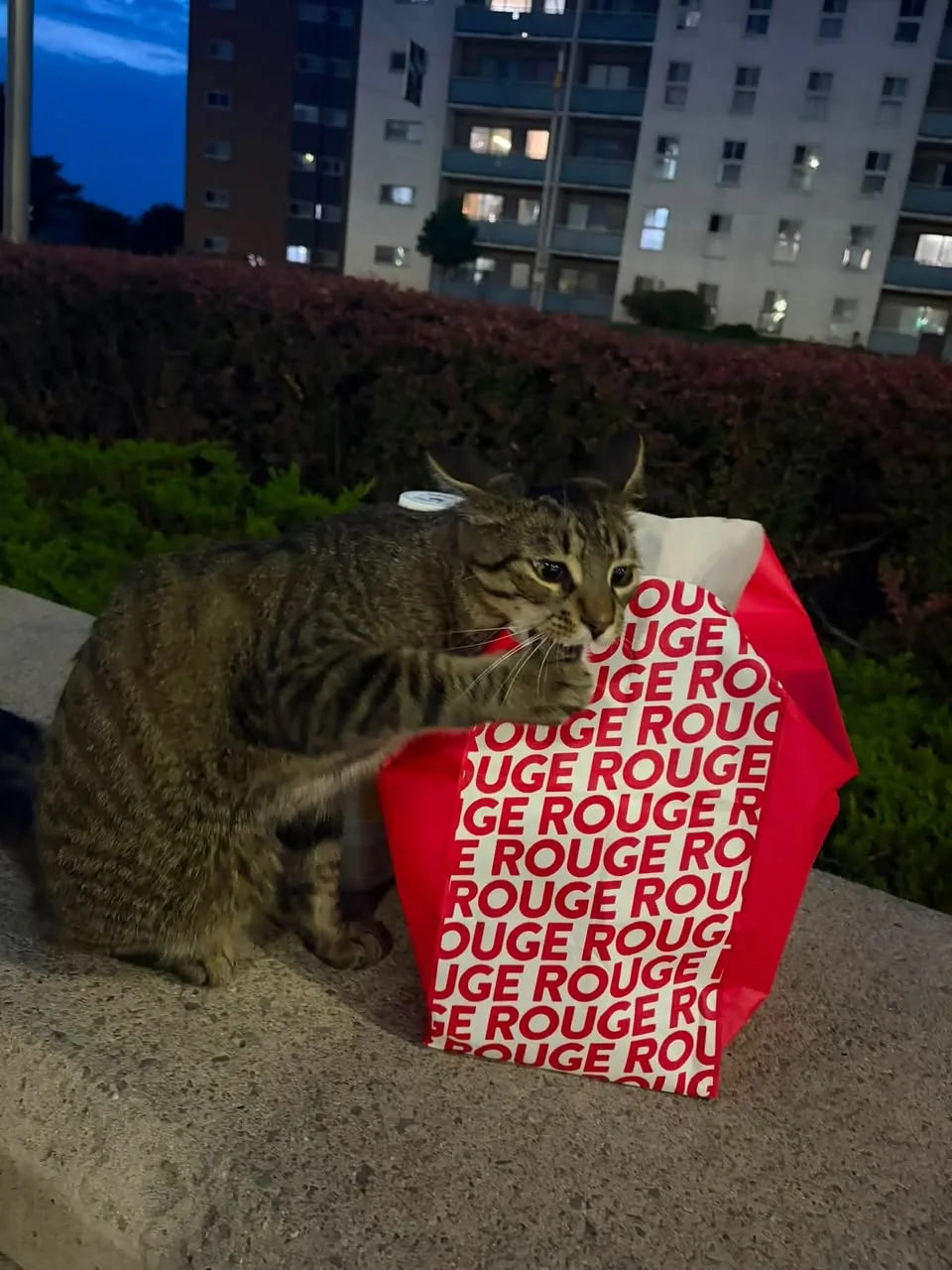 Found cat