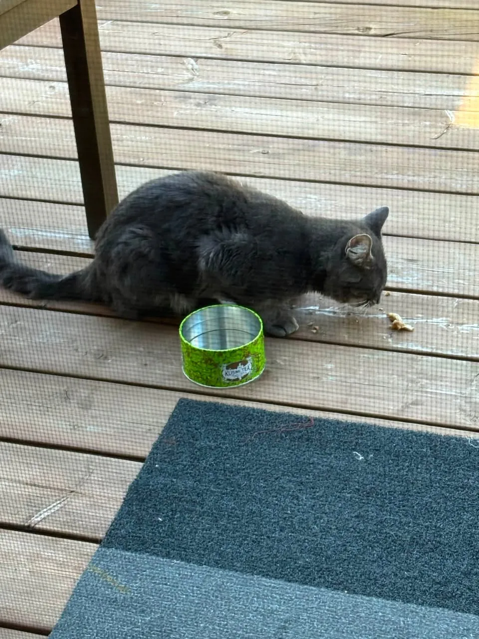 Found cat