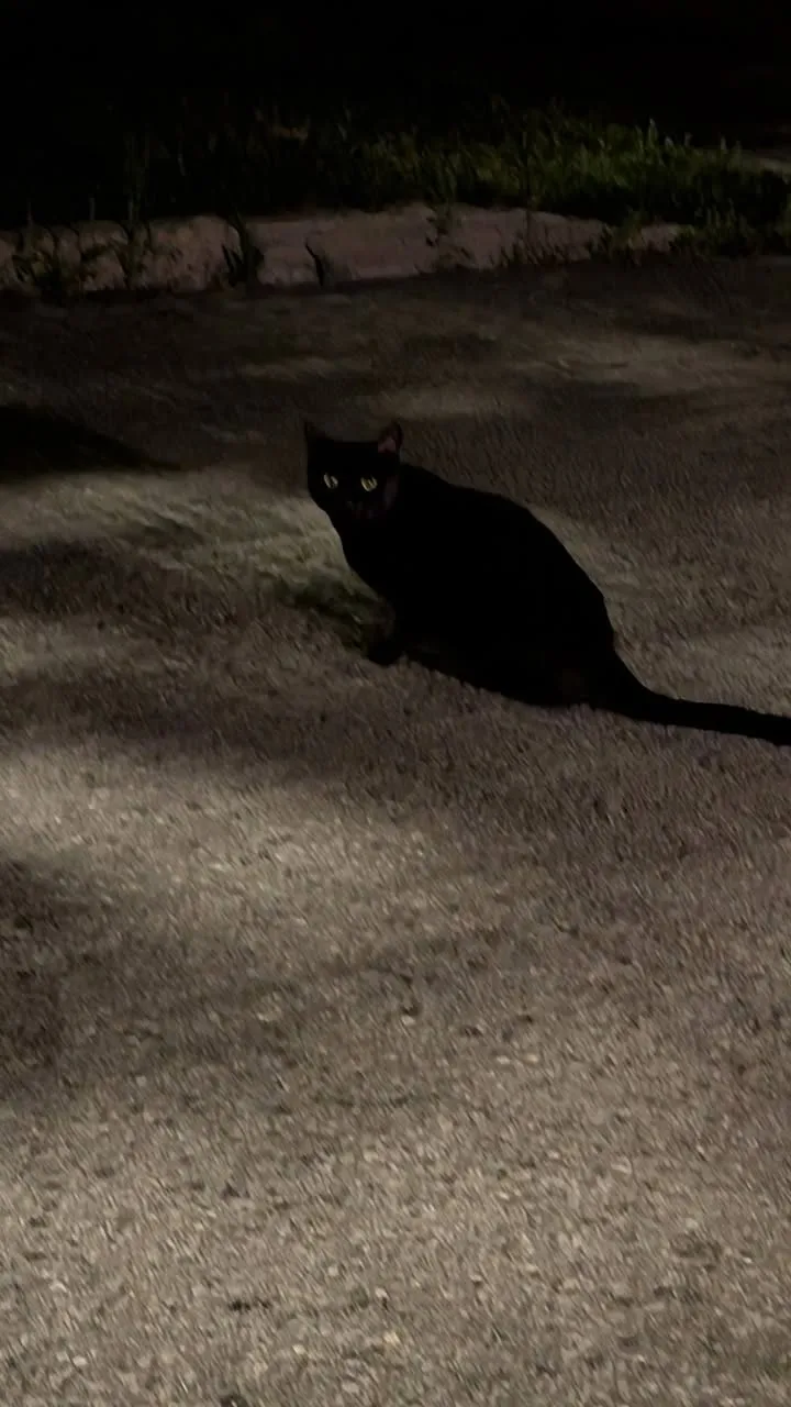 Found cat