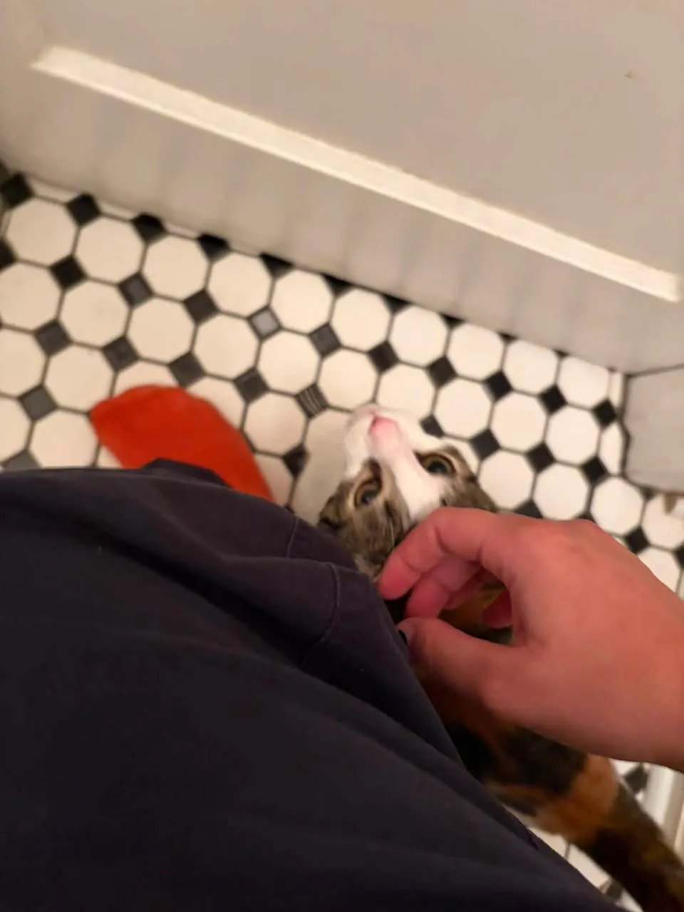 Found cat