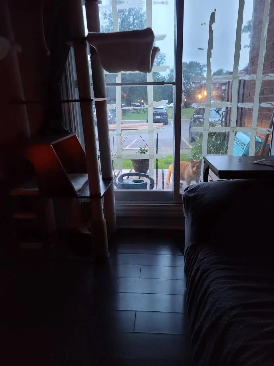 Found cat