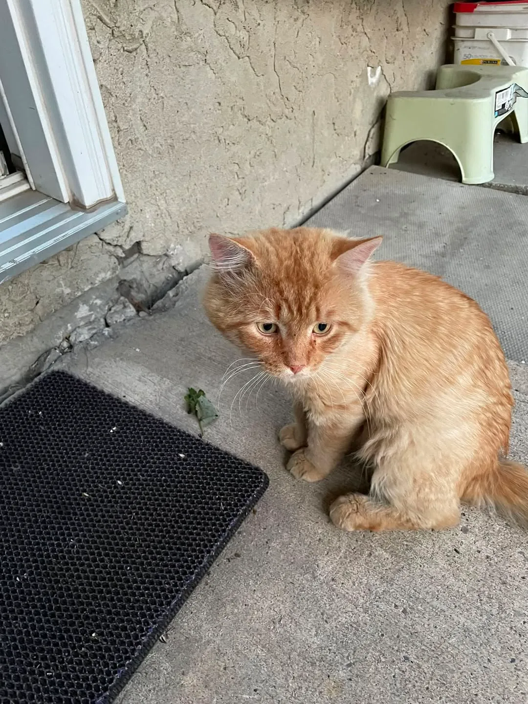 Found cat