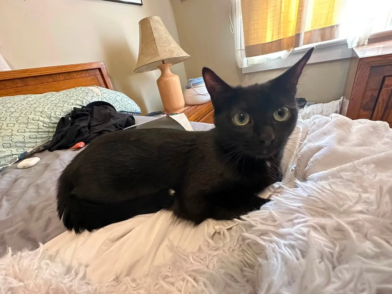Lost cat