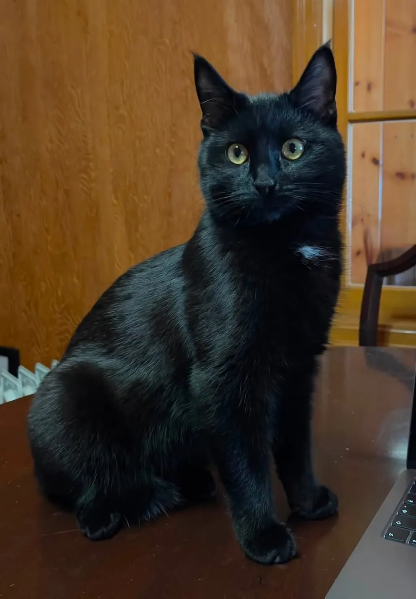 Lost cat