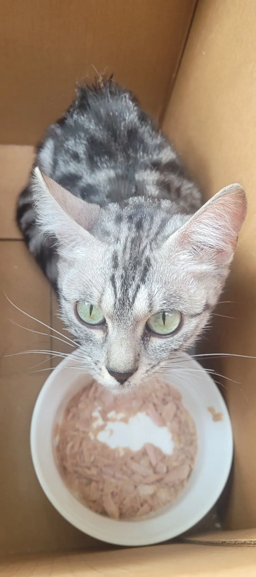 Found cat