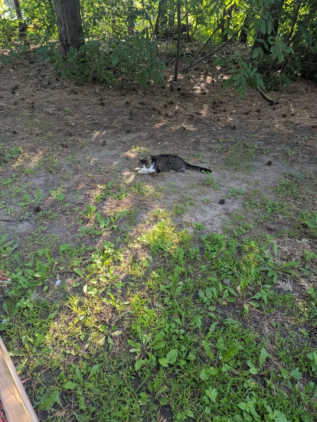 Found cat