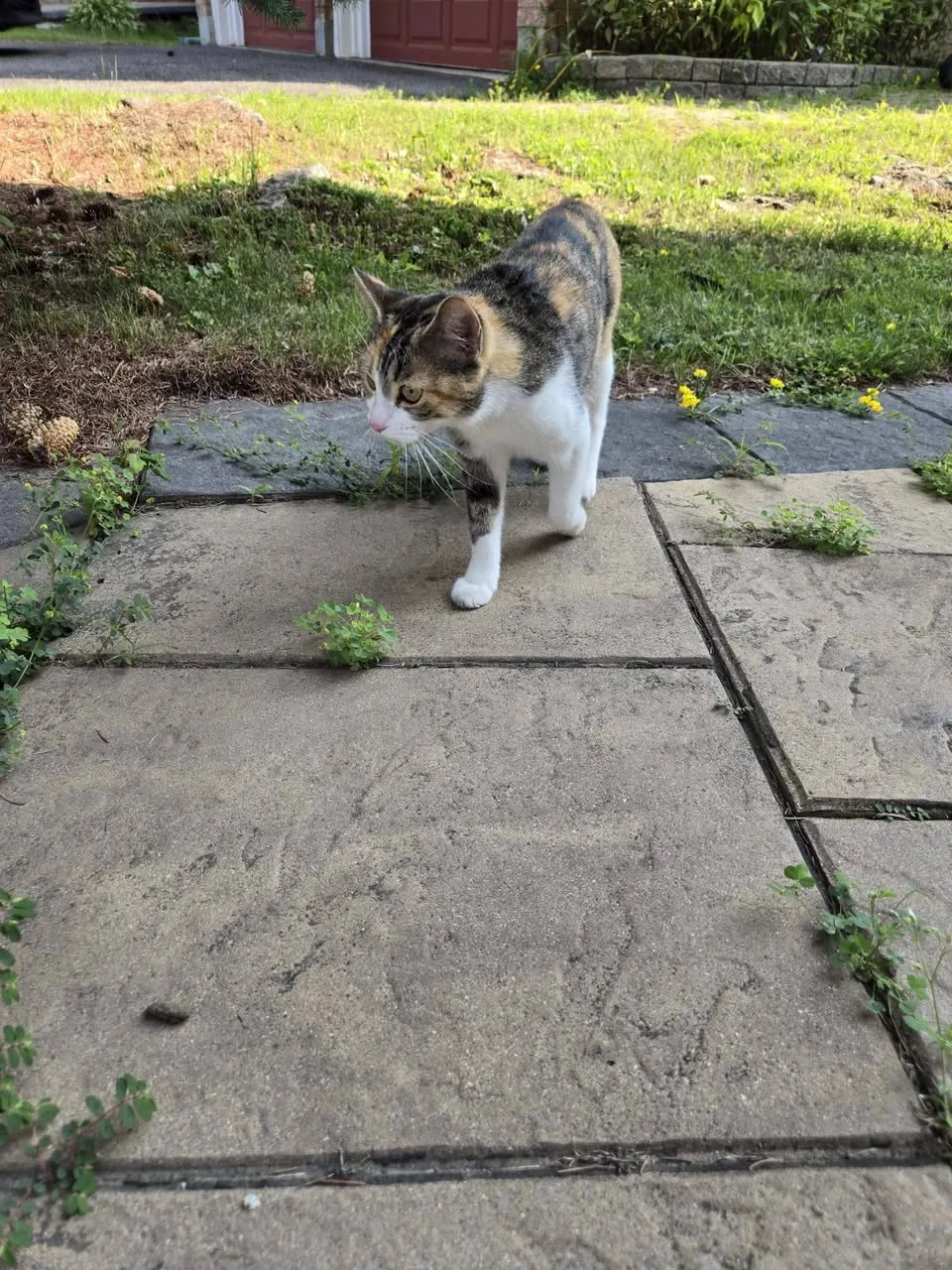 Found cat