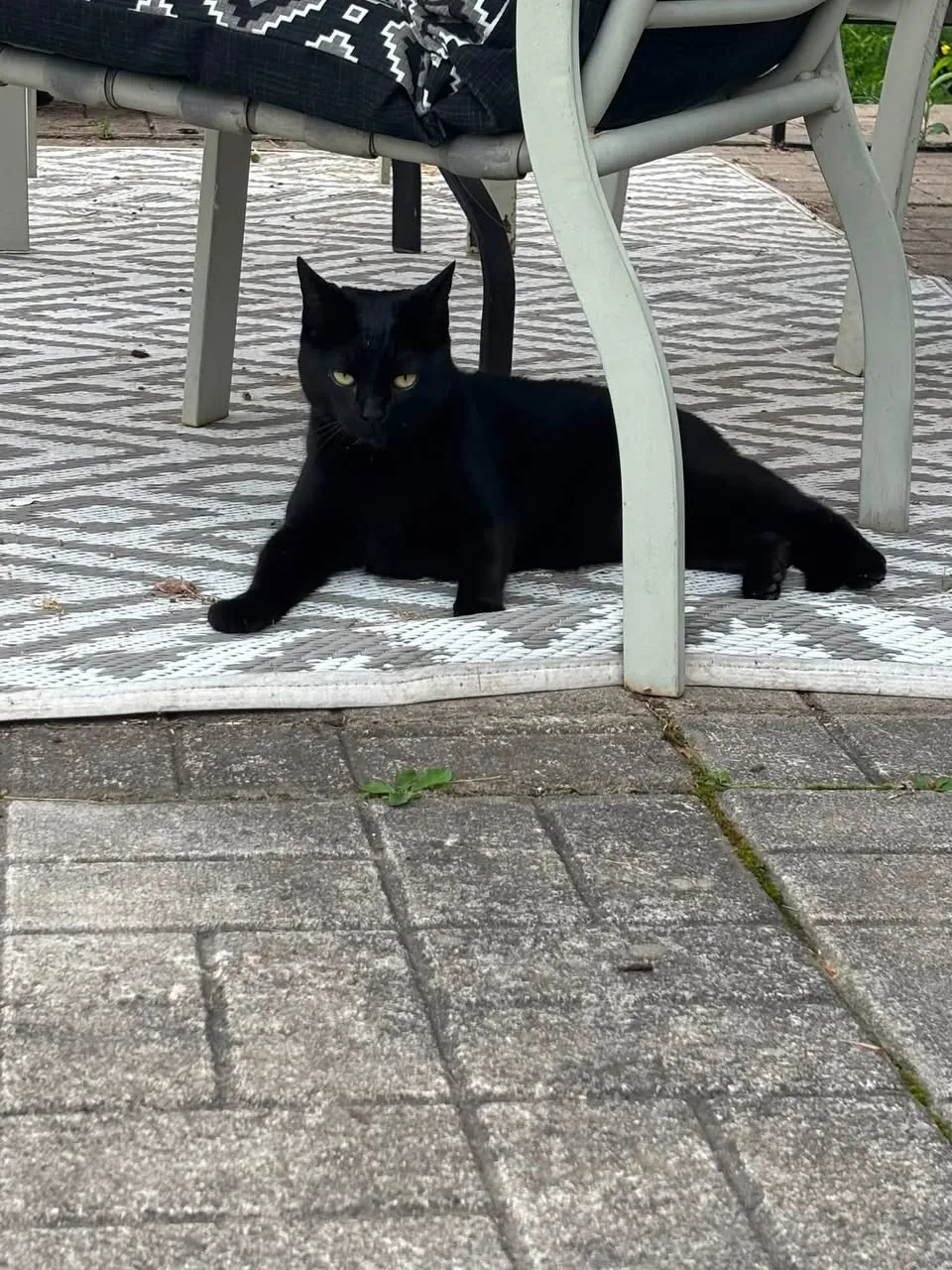 Found cat