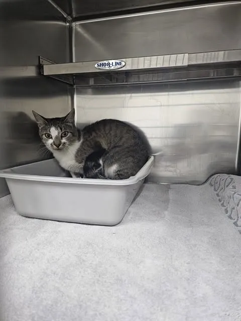 Found cat