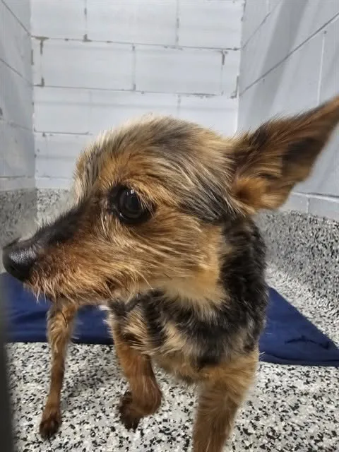 Found dog