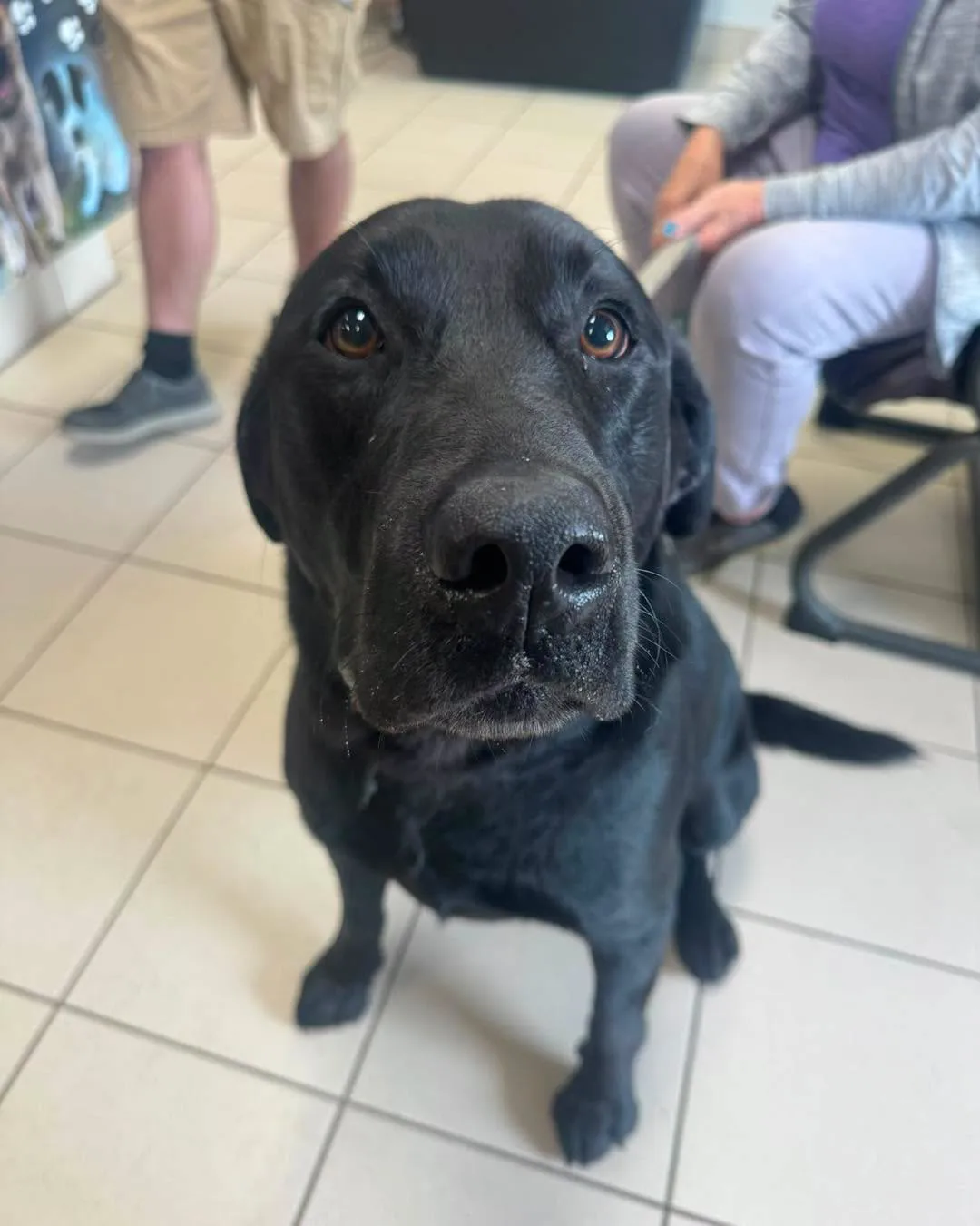 Found dog