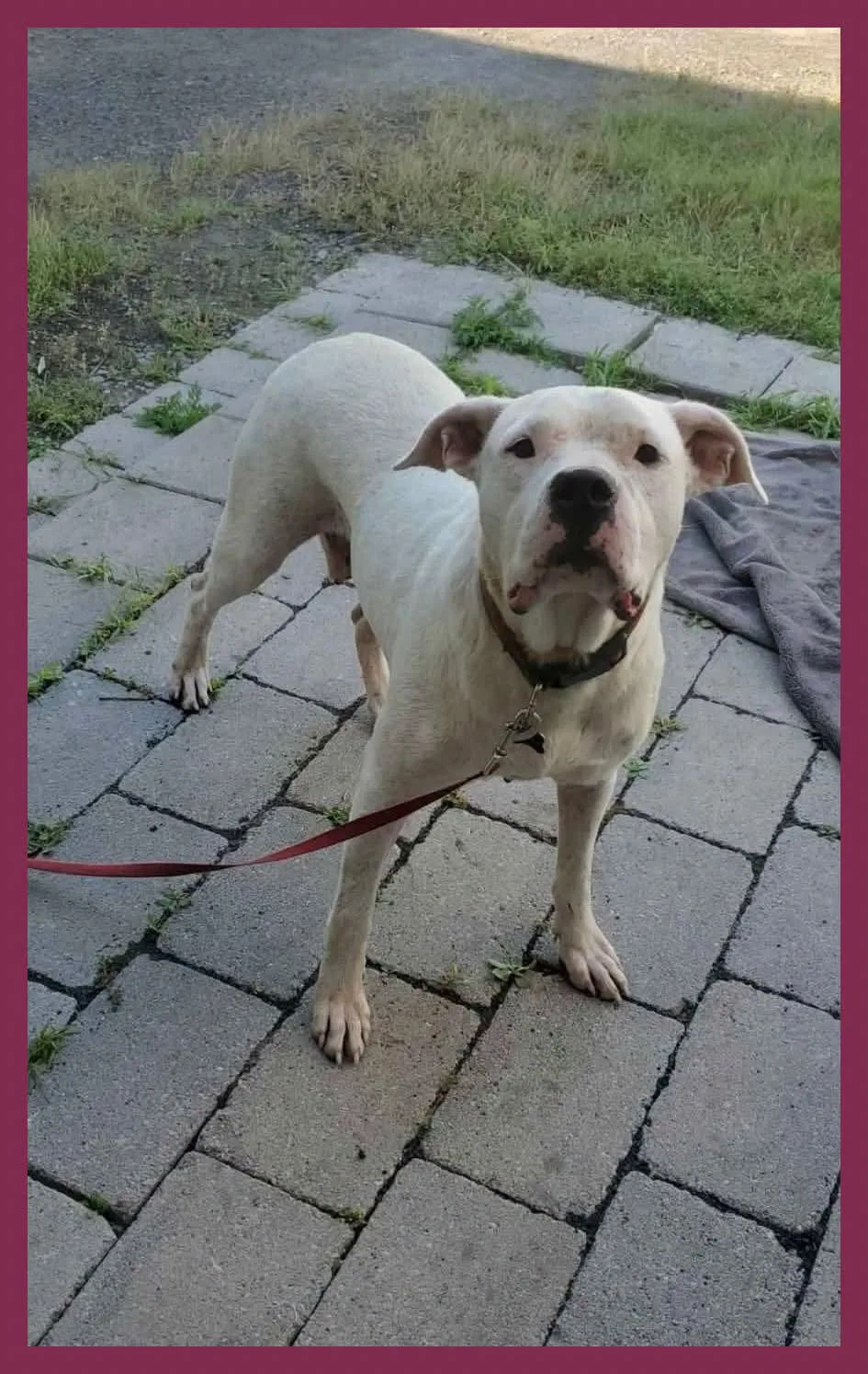 Found dog