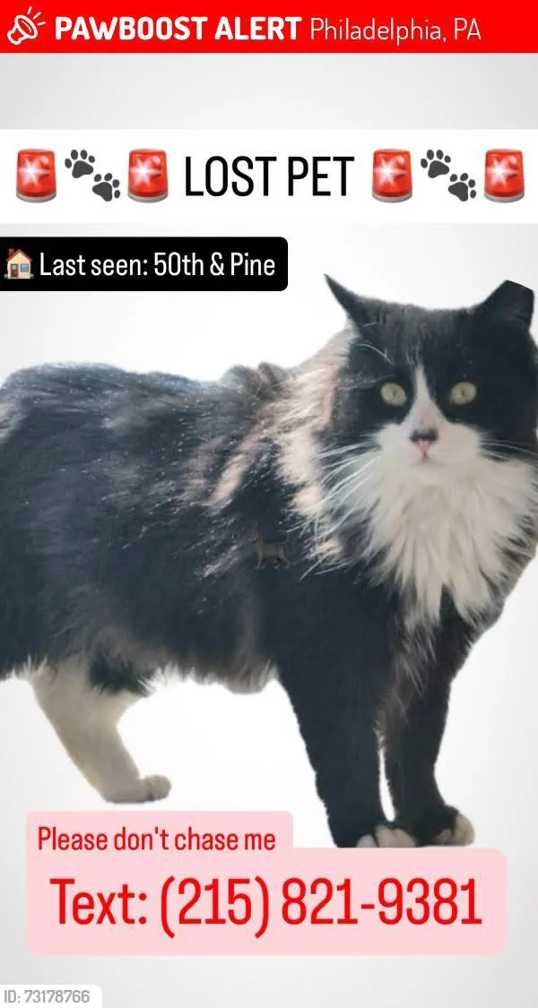 Lost cat