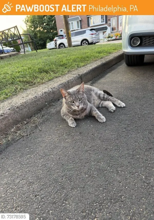 Found cat