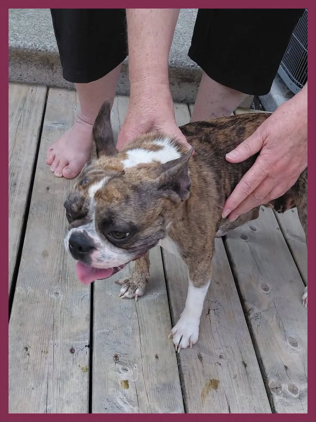 Found dog