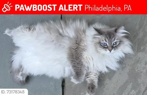 Lost cat