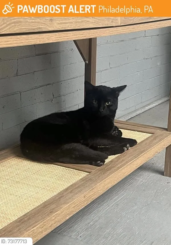 Found cat