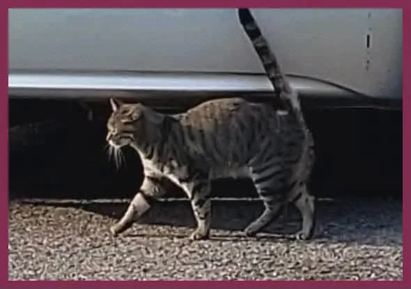 Found cat