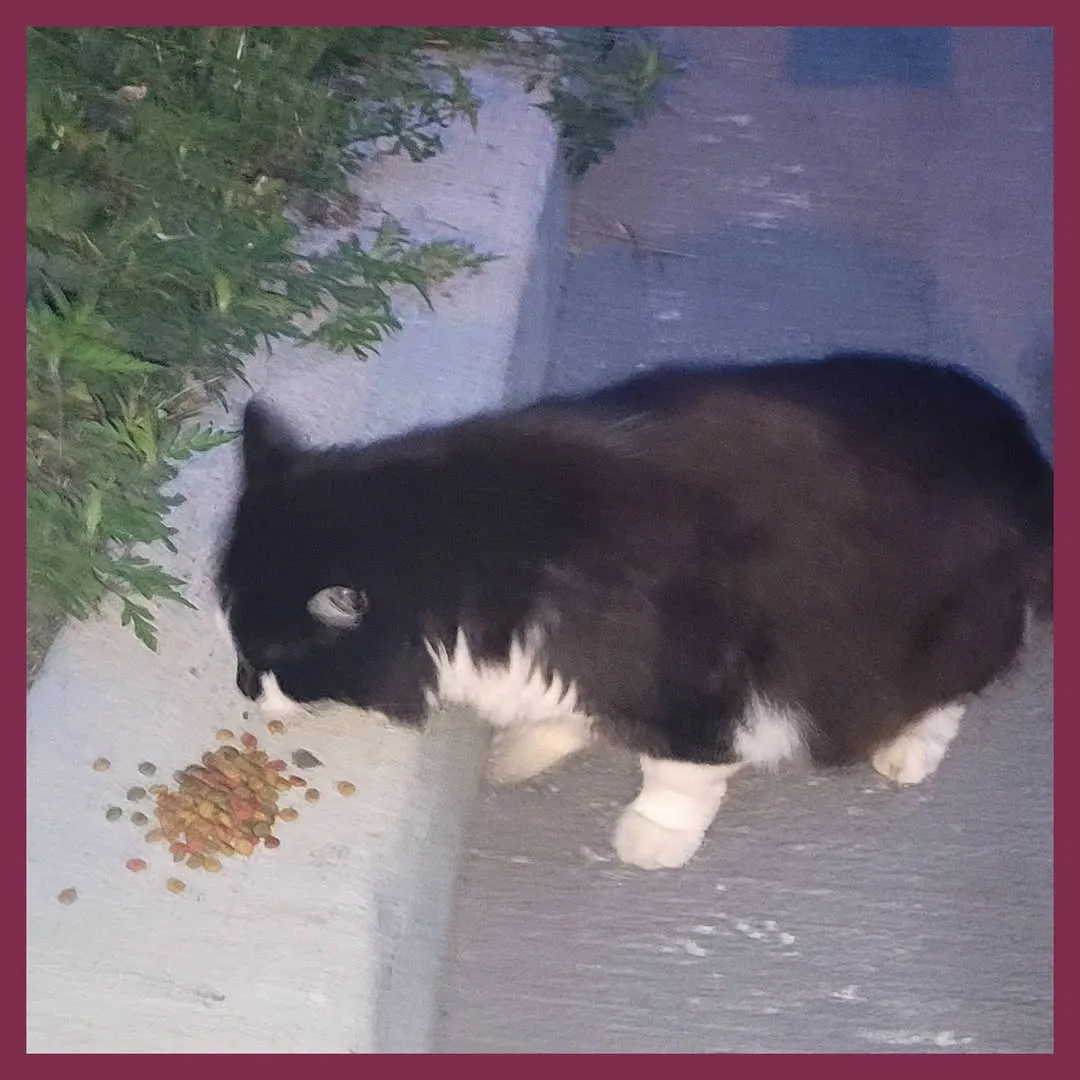 Found cat
