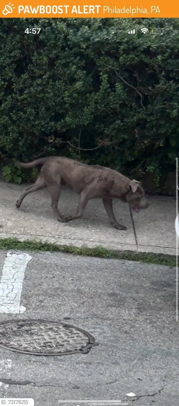 Found dog